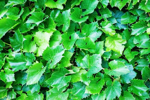 Green grape leaves in the garden. Natural background of grape leaves.
