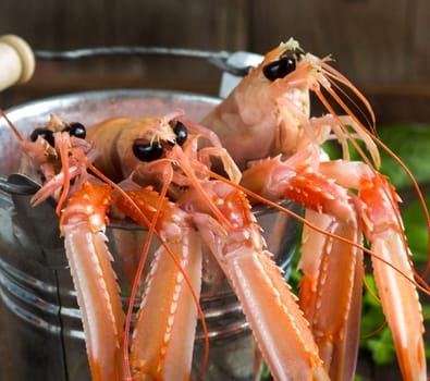 Raw langoustine in a bucket with herbs on wood
