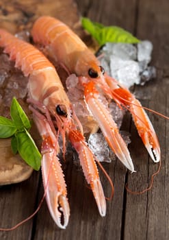 Raw langoustines on ice with basil on the old wooden table