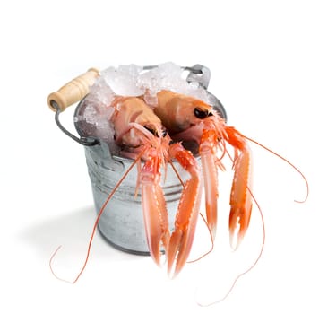 Raw langoustines on ice in a bucket isolated in white