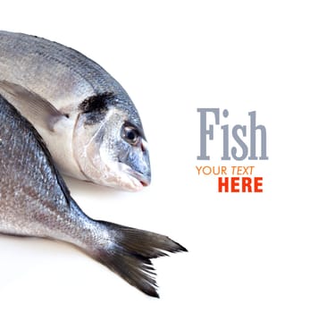 Fresh dorado fish isolated on white border