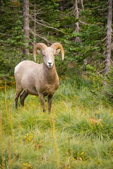 Bighorn Sheep stares photographer down in Glacier National Park