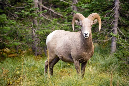 Bighorn Sheep stares photographer down in Glacier National Park