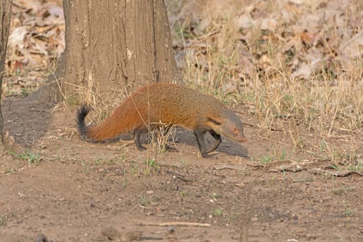 Striped Necked Mongoose in the Forest in Nagarhole National Park in India