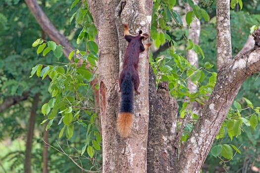 Good View of the Giant Malabar Squirrel Tail in Nagarhole National Park in India
