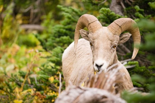 Bighorn Sheep stares photographer down in Glacier National Park