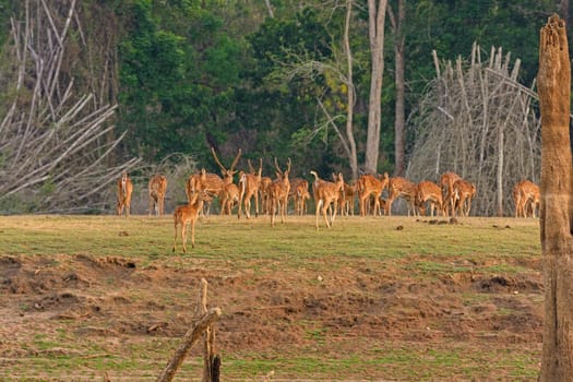 Spotted Deer Herd on the Kabini River in Nagerhole National Park in India
