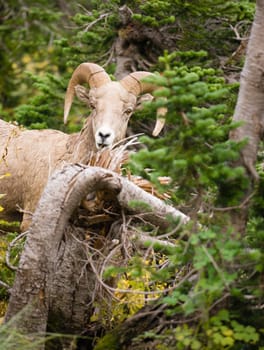 Bighorn Sheep stares photographer down in Glacier National Park