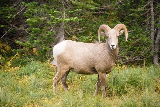 Bighorn Sheep stares photographer down in Glacier National Park
