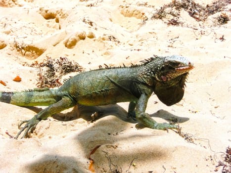 Iguana on white sand in the Caribbean beach