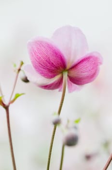 Pale pink flower Japanese anemone, close-up
