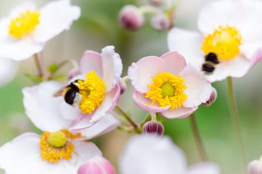 a bee collects pollen from flower, close-up.  Note: Shallow depth of field