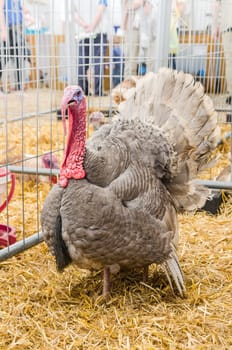 Big beautiful turkey on a farm, close-up
