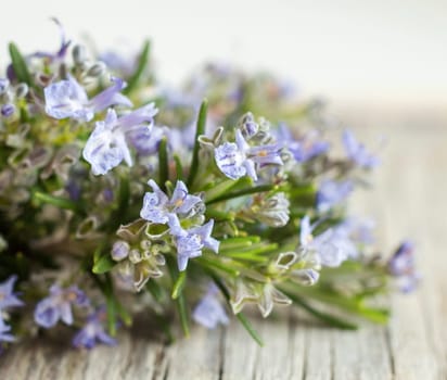 Wild rosemary with flowers on the old wooden table closeup