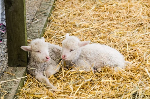 Two Little lamb sleeping in straw, close-up