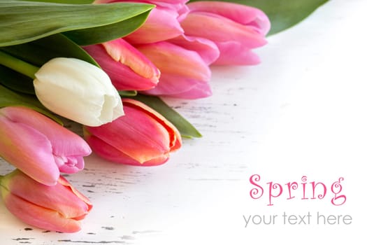 Pink and white tulips on old white wood background