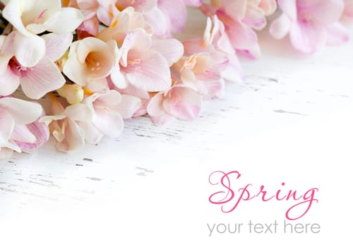 Pink freesia flowers on old white shabby table