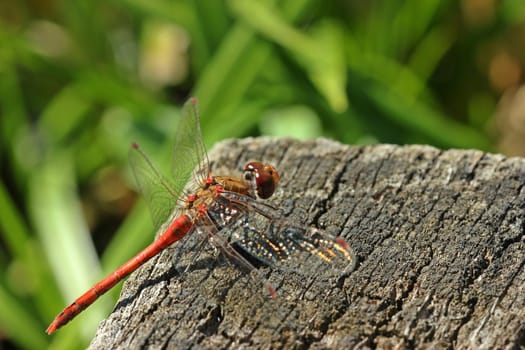 Large heather dragonfly (Sympetrum striolatum) on wooden pole