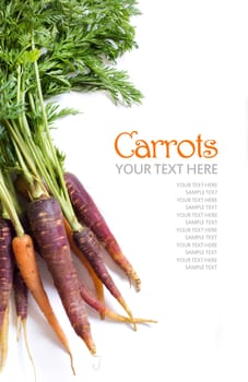 Fresh organic rainbow carrots isolated on white