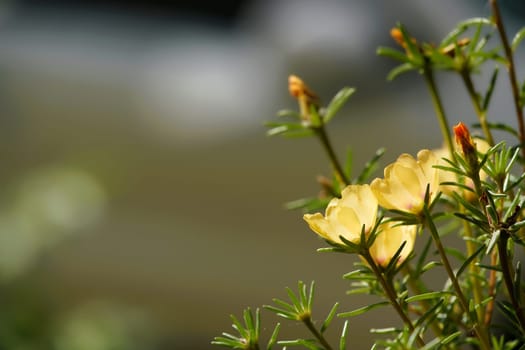 Purslane frogs in summer