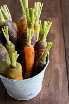 Fresh organic rainbow carrots in a bucket on a wooden table