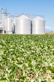Soybean field. In the background, blurred a drying plant and silos