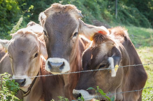 Farm animals. Portrait of cows