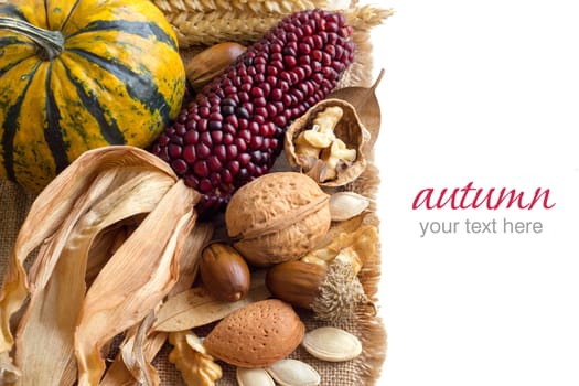 Harvest background with corn, pumpkins, leaves and nuts