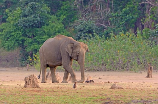 Elephant on Dusty Flood Plain of the Kabini River in Nagarhole National Park in India