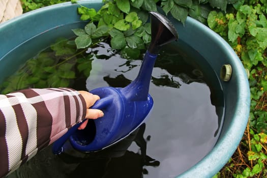 Rainwater from the rain barrel - garden watering with rainwater