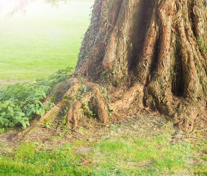 Close up of big roots, natural background