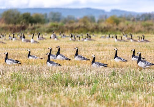 Flock of Canada Geese in farm field.