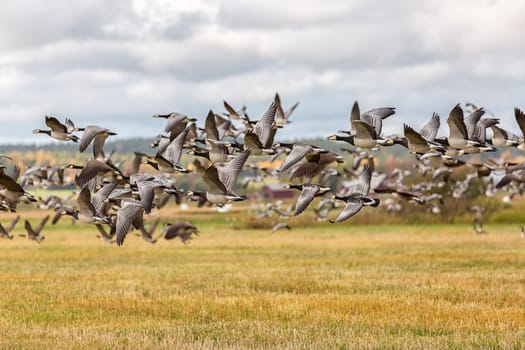 Flock of Canada Geese Flying over farm field.