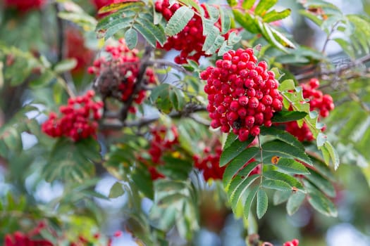 Rowan Fruit in Tree Close up.