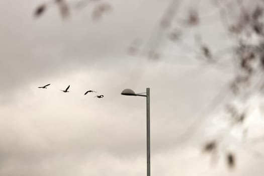 Canada Geese Flying with street light and a cloudy sky.