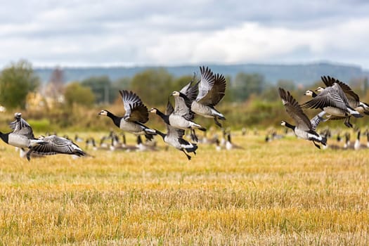 Flock of Canada Geese Flying over farm field.