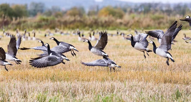 Flock of Canada Geese Flying over farm field.