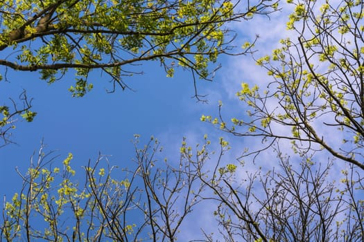Blue sky shines through the treetops.
