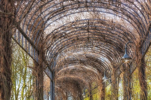 Beautiful garden architecture for climbing plants covered arcade..