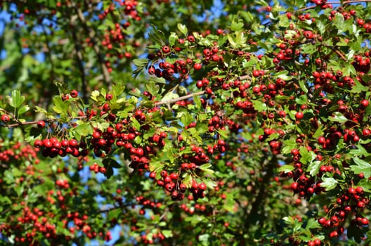 hawthorn