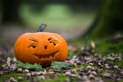 close up on halloween pumpkin in autumn forest