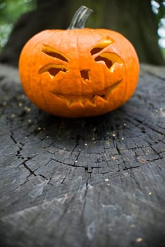 close up on halloween pumpkin in autumn forest