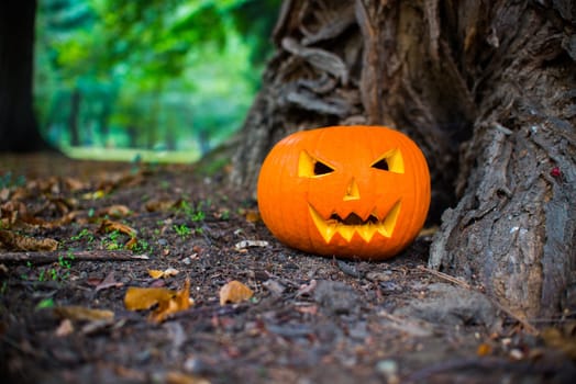 close up on halloween pumpkin in autumn forest
