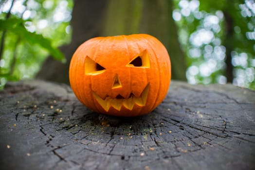 close up on halloween pumpkin in autumn forest