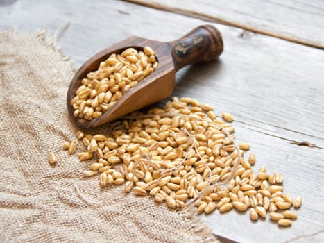 Wheat grains in wooden spoon