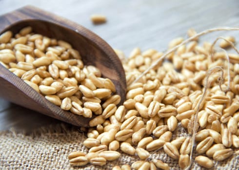 Wheat grains in wooden spoon
