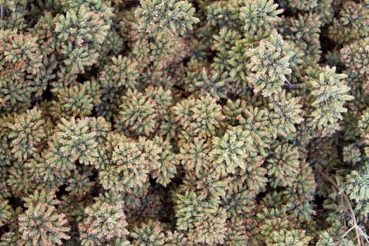 Dried wild oregano
