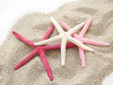 Starfishes on sand