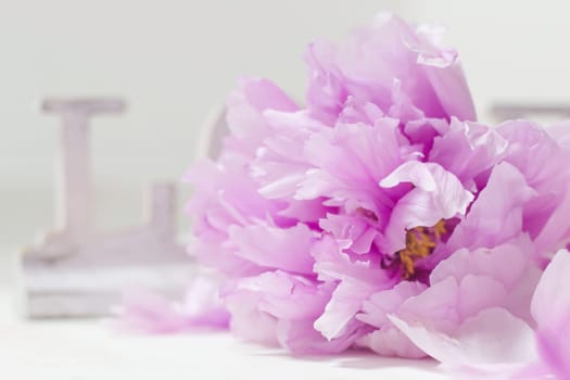 Peony and Love