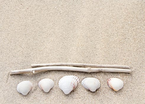 Sea shells and wood on sand